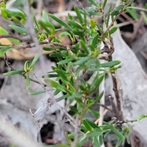 Cryptandra amara at Bruce, ACT - 15 Sep 2023