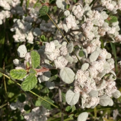 Spyridium parvifolium (Dusty Miller) at Croajingolong National Park - 13 Sep 2023 by AnneG1