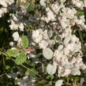 Spyridium parvifolium at Genoa, VIC - 13 Sep 2023
