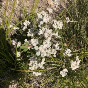 Spyridium parvifolium at Genoa, VIC - 13 Sep 2023