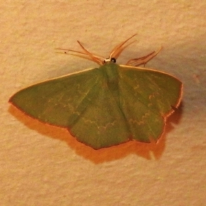 Prasinocyma semicrocea at Wanniassa, ACT - 15 Sep 2023