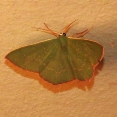 Prasinocyma semicrocea (Common Gum Emerald moth) at Wanniassa, ACT - 15 Sep 2023 by JohnBundock