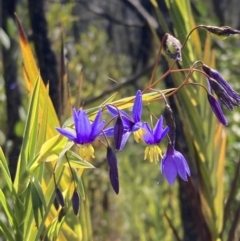Stypandra glauca (Nodding Blue Lily) at Genoa, VIC - 13 Sep 2023 by AnneG1