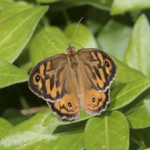 Heteronympha merope at Higgins, ACT - 28 Nov 2022