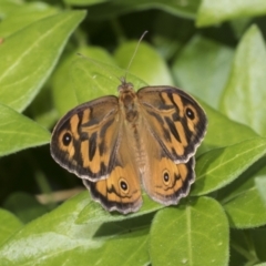 Heteronympha merope (Common Brown Butterfly) at Higgins, ACT - 27 Nov 2022 by AlisonMilton