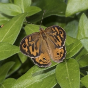 Heteronympha merope at Higgins, ACT - 28 Nov 2022