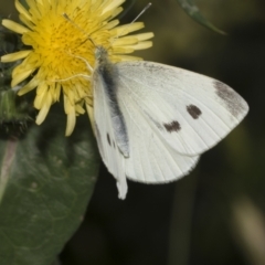 Pieris rapae (Cabbage White) at Higgins, ACT - 27 Nov 2022 by AlisonMilton