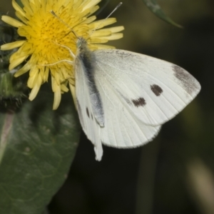 Pieris rapae at Higgins, ACT - 28 Nov 2022