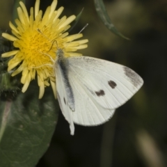 Pieris rapae at Higgins, ACT - 28 Nov 2022