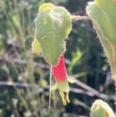 Correa reflexa (Common Correa, Native Fuchsia) at Croajingolong National Park - 13 Sep 2023 by AnneG1