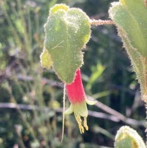 Correa reflexa at Genoa, VIC - 13 Sep 2023 10:36 AM