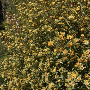 Pultenaea daphnoides at Genoa, VIC - 13 Sep 2023