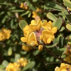 Pultenaea daphnoides at Genoa, VIC - 13 Sep 2023