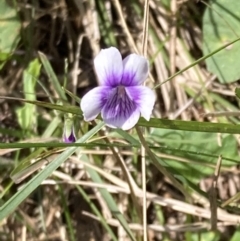 Viola banksii (Native Violet) at Genoa, VIC - 13 Sep 2023 by AnneG1