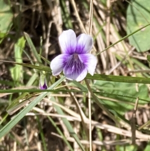 Viola banksii (Native Violet) at Genoa, VIC by AnneG1
