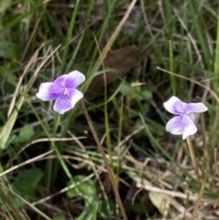 Viola banksii at Genoa, VIC - 13 Sep 2023