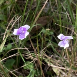 Viola banksii at Genoa, VIC - 13 Sep 2023 10:38 AM