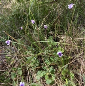 Viola banksii at Genoa, VIC - 13 Sep 2023