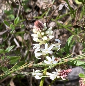 Stackhousia monogyna at Genoa, VIC - 13 Sep 2023