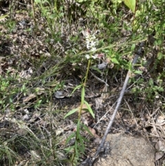 Stackhousia monogyna at Genoa, VIC - 13 Sep 2023