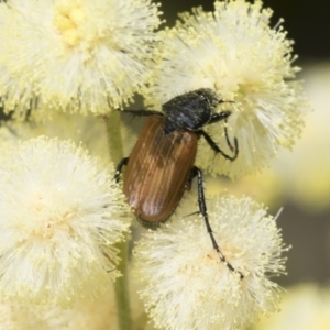 Phyllotocus rufipennis at Higgins, ACT - 28 Nov 2022 08:18 AM