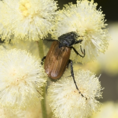 Phyllotocus rufipennis (Nectar scarab) at Higgins, ACT - 28 Nov 2022 by AlisonMilton