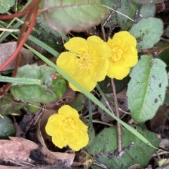 Hibbertia dentata (Twining Guinea Flower) at Genoa, VIC - 13 Sep 2023 by AnneG1