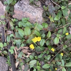 Hibbertia dentata at Genoa, VIC - 13 Sep 2023