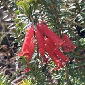 Epacris impressa at Genoa, VIC - 13 Sep 2023