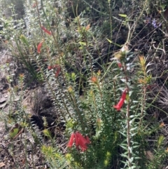 Epacris impressa at Genoa, VIC - 13 Sep 2023