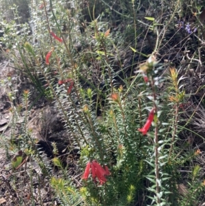 Epacris impressa at Genoa, VIC - 13 Sep 2023