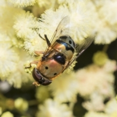 Austalis pulchella (Hover fly) at Higgins, ACT - 28 Nov 2022 by AlisonMilton