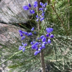 Comesperma volubile (Love Creeper) at Croajingolong National Park - 13 Sep 2023 by AnneG1