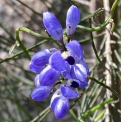 Comesperma volubile at Genoa, VIC - 13 Sep 2023 10:47 AM