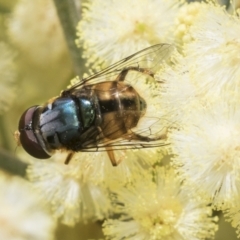 Austalis copiosa (Hover fly) at Higgins, ACT - 28 Nov 2022 by AlisonMilton