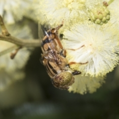 Eristalinus punctulatus (Golden Native Drone Fly) at Higgins, ACT - 27 Nov 2022 by AlisonMilton