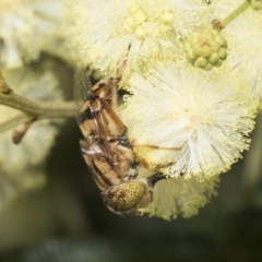 Eristalinus punctulatus at Higgins, ACT - 28 Nov 2022