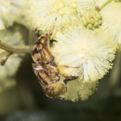 Eristalinus punctulatus at Higgins, ACT - 28 Nov 2022 08:09 AM