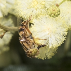 Eristalinus punctulatus at Higgins, ACT - 28 Nov 2022