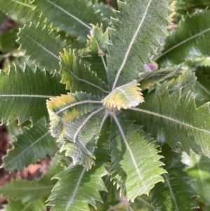 Banksia serrata at Genoa, VIC - 13 Sep 2023