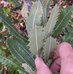 Banksia serrata at Genoa, VIC - 13 Sep 2023