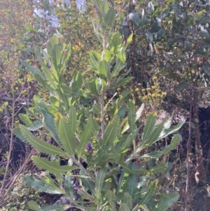 Banksia serrata at Genoa, VIC - 13 Sep 2023