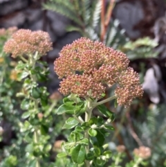 Ozothamnus obcordatus (Grey Everlasting) at Croajingolong National Park - 13 Sep 2023 by AnneG1