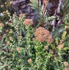 Ozothamnus obcordatus at Genoa, VIC - 13 Sep 2023