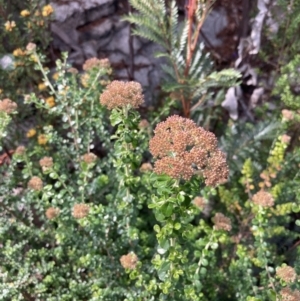 Ozothamnus obcordatus at Genoa, VIC - 13 Sep 2023