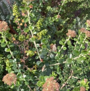 Ozothamnus obcordatus at Genoa, VIC - 13 Sep 2023