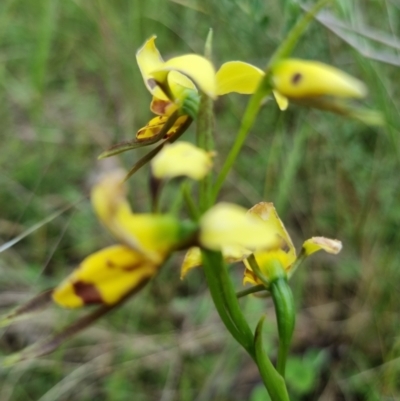 Diuris sulphurea (Tiger Orchid) at Kosciuszko National Park - 2 Nov 2022 by jpittock