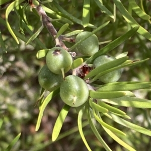 Persoonia linearis at Genoa, VIC - 13 Sep 2023 10:50 AM