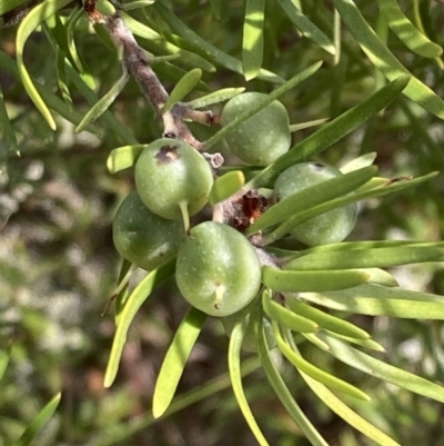 Persoonia linearis (Narrow-leaved Geebung) at Genoa, VIC - 13 Sep 2023 by AnneG1