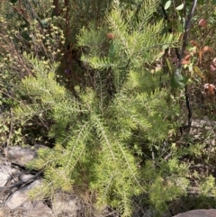 Persoonia linearis at Genoa, VIC - 13 Sep 2023 10:50 AM